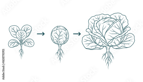 Cabbage Growth Stages Diagram Line Art Isolated Vector Illustration