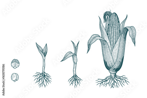 Corn Life Cycle Drawing Illustration Vector. Vintage Style Corn Growth Stages Vector Illustration.
