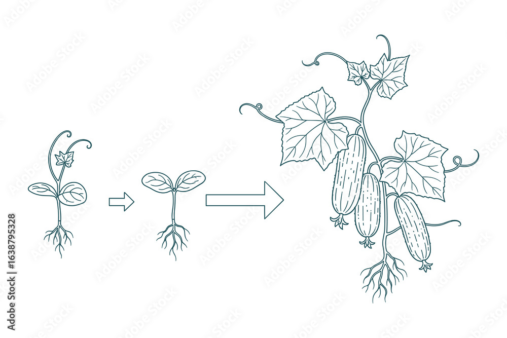 Naklejka premium Cucumber Life Cycle Stages Isolated Vector Illustration