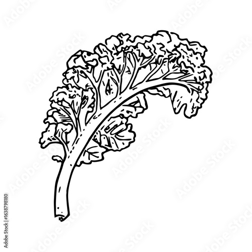 fresh kale leaf vector illustration