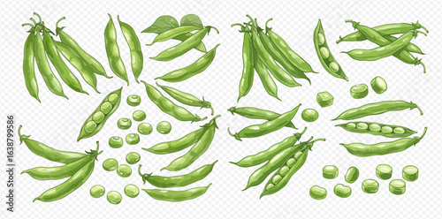 A collection of realistic illustrations showing green peas, including whole pods, open pods, and individual shelled peas.