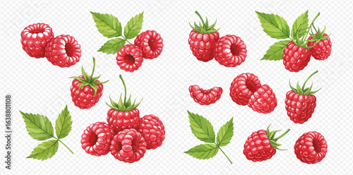 A detailed illustrated set of ripe red raspberries with green leaves, shown in various groupings and compositions.