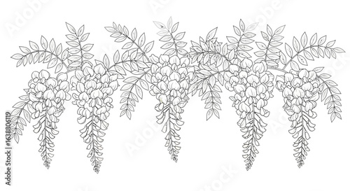 Detailed monochrome line drawing of wisteria flowers in full bloom arrangement
