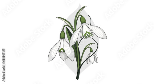 Elegant snowdrop botanical illustration capturing floral delicacy and charm