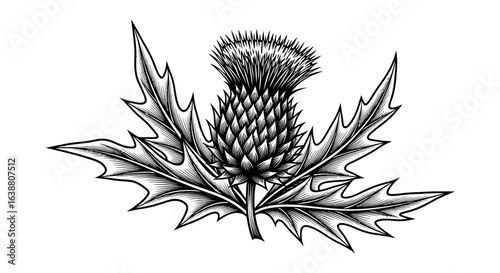 Monochrome depiction of a Thistle Flower, botanical illustration design