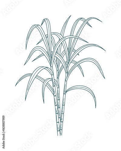 Sugarcane Plant Drawing Style, Green Color, Stalks, Leaves, Farm Cultivation Vector Illustration