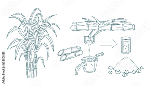 Sugarcane Processing Steps Diagram, Natural Sweetener, Plant Growing, Isolated Vector Illustration
