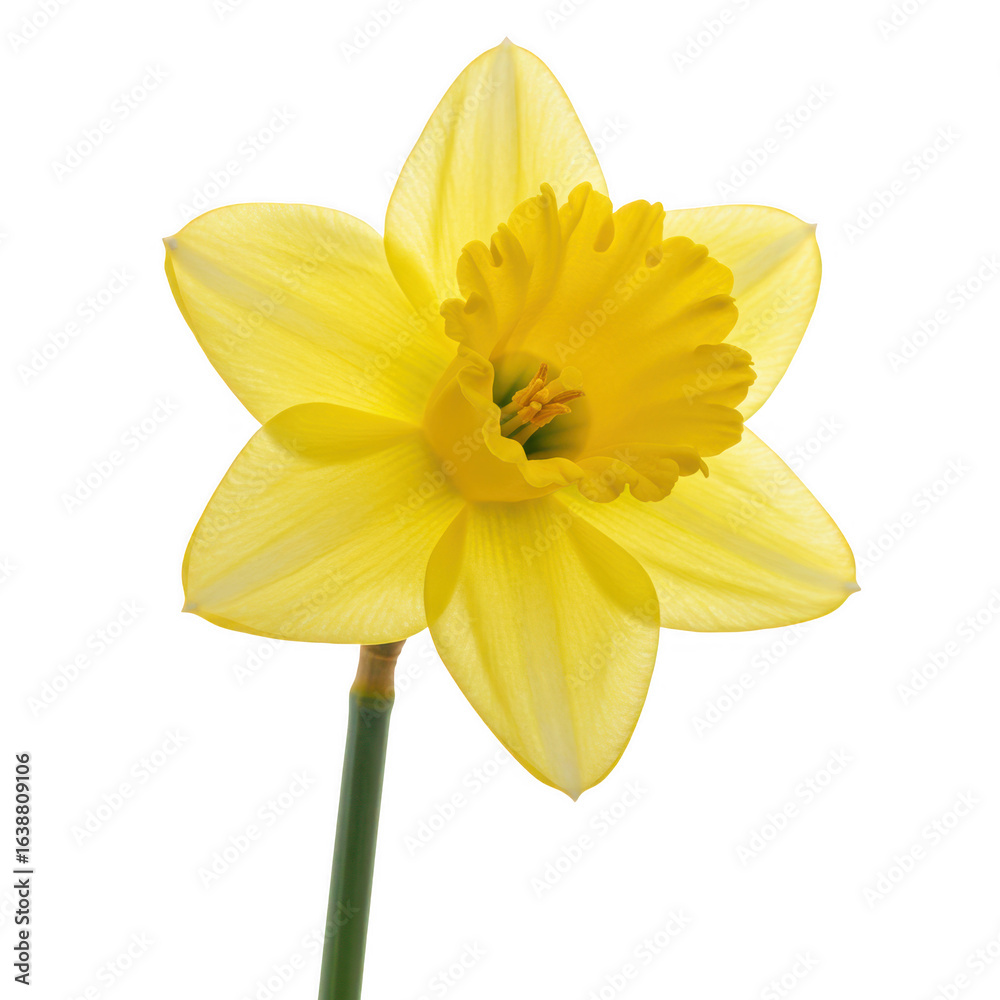 Fototapeta premium A single bright yellow daffodil flower with a green stem isolated on transparent background
