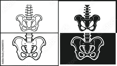 Human pelvis anatomy illustration skeleton bone