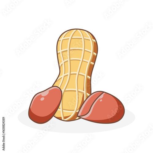 Vector illustration of peanut or arachis hypogaea designed in simple flat cartoon style, isolated on white background.