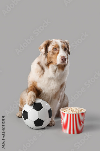 Cute Australian Shepherd do...