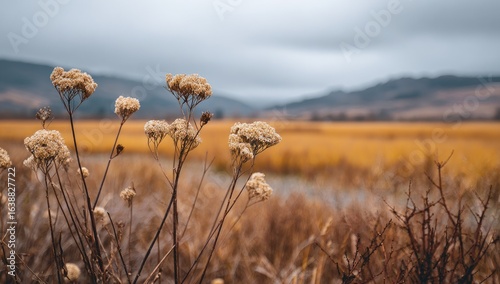 Dry, pale flowers amidst golden grasses, mountains in the background