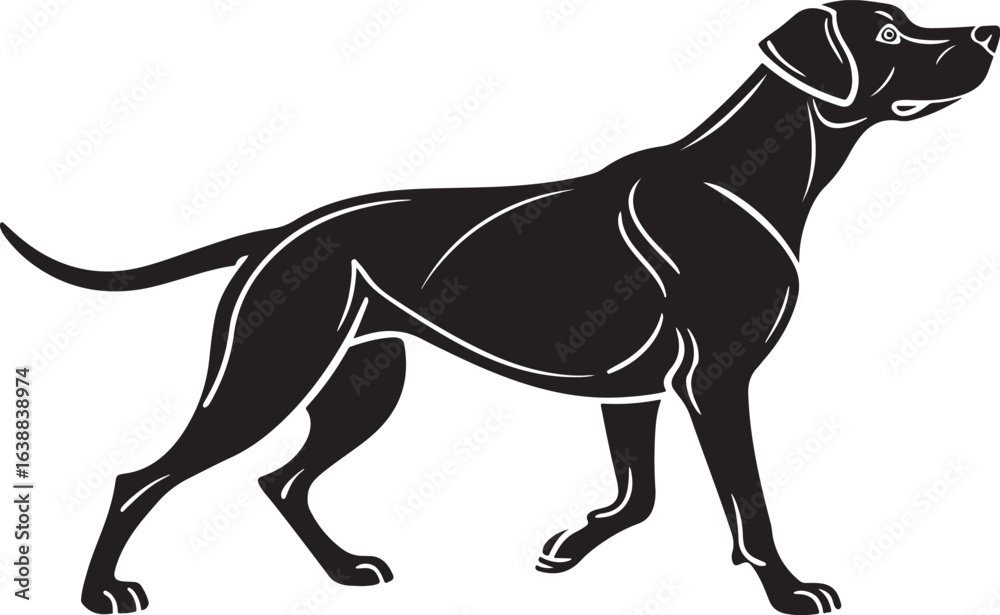 Obraz premium Black Silhouette of a Pointer Dog Walking animal canine