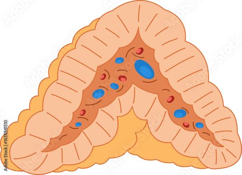 Illustration of Tissue Layers in a Cutaway View adrenal glands
