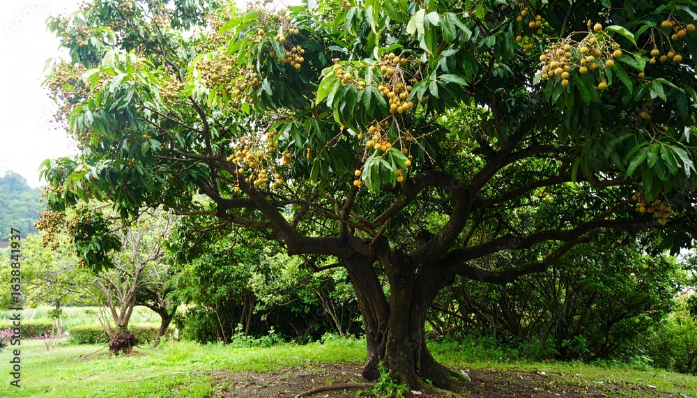 Fototapeta premium Lush Green Tree: A vibrant, mature tree stands proudly in a verdant landscape, its sprawling branches reaching towards the sky.