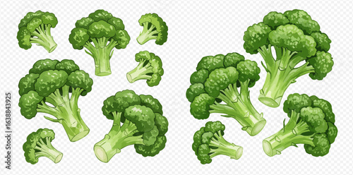 A detailed collection of fresh green broccoli illustrations, including whole heads and cut florets.
