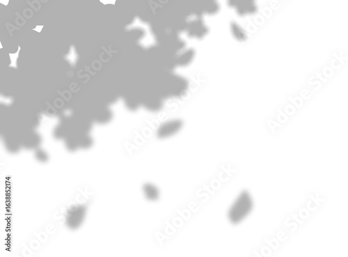 Shadow of leaves on white surface