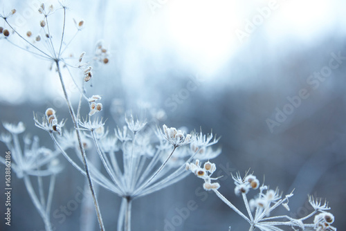 Winter frost on seeded grass