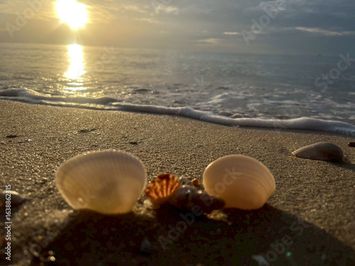Fototapeta Naklejka Na Ścianę i Meble -  sea shell on the beach