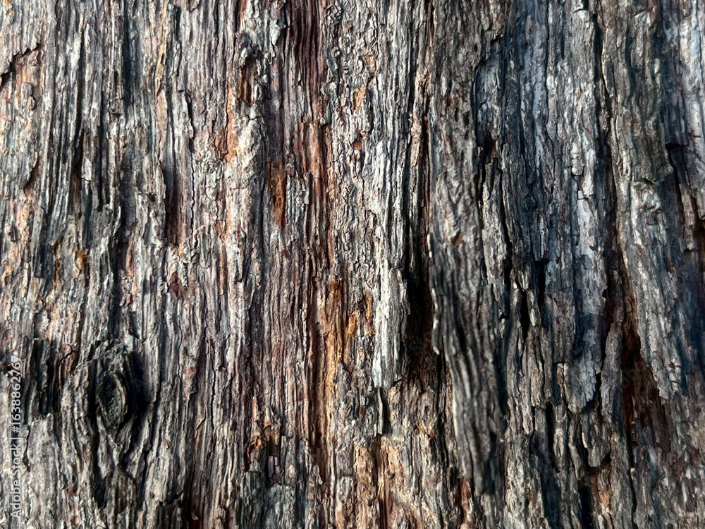 Obraz premium tree bark texture