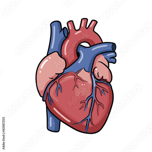 Anatomical illustration of a human heart with arteries and veins – stock vector flat illustration