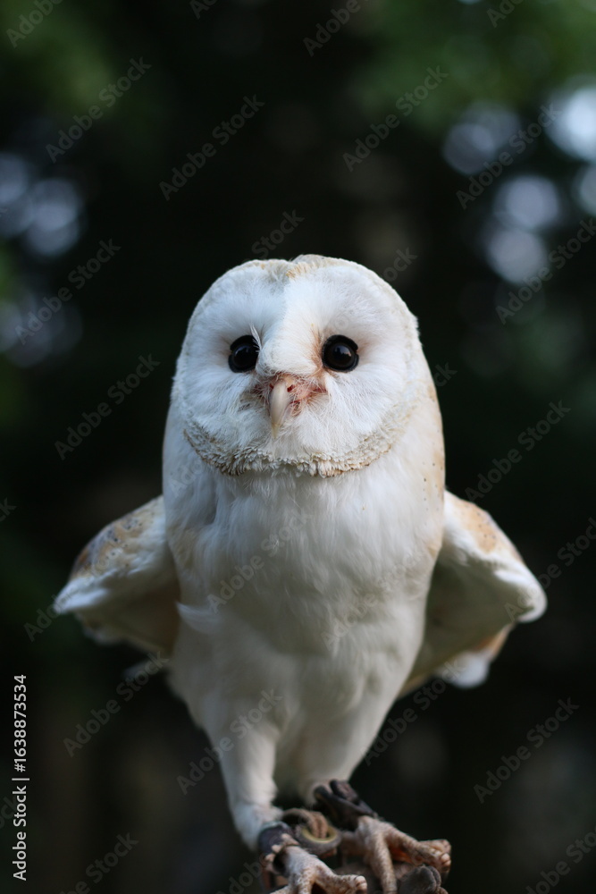 Fototapeta premium white owl looking towards the camera