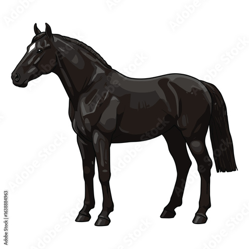 Majestic black horse illustration with powerful stance and muscular build – stock vector flat illustration