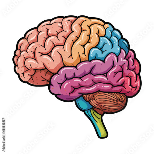 Colorful diagram of the human brain highlighting different regions and functions – stock vector flat illustration
