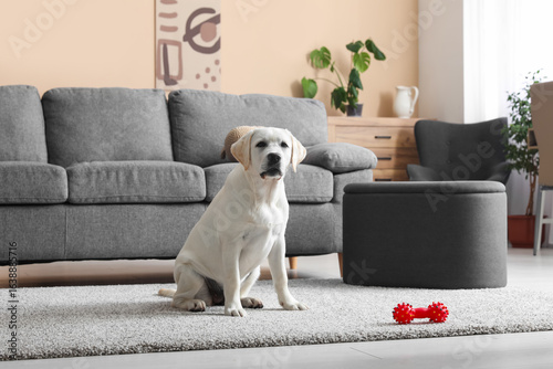 Cute Labrador retriever pup...