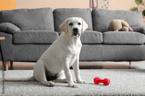 Cute Labrador retriever pup...
