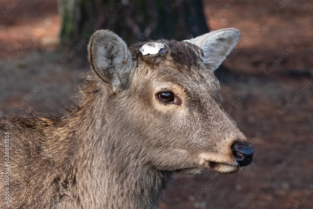 Fototapeta premium Closeup, wild deer in Nara Park, Nara, Japan. There are approximately 1200 wild deer who roam freely through the city. 
