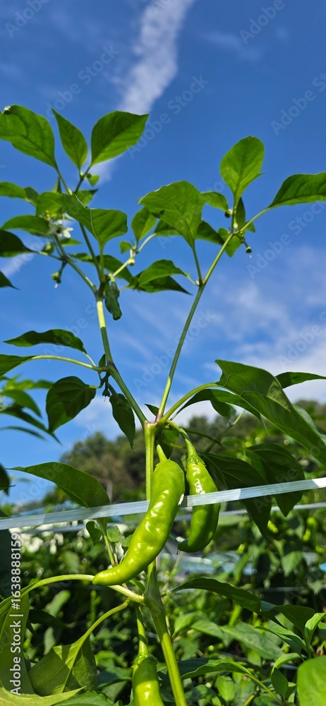 Obraz premium green peppers