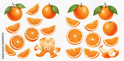 A collection of illustrated ripe oranges, showing whole fruits with leaves, slices, wedges, and a peeled orange.