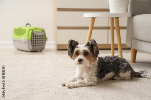Cute Biewer Terrier dog lyi...