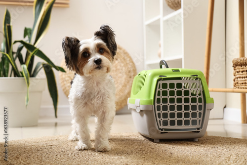 Cute Biewer Terrier dog sit...