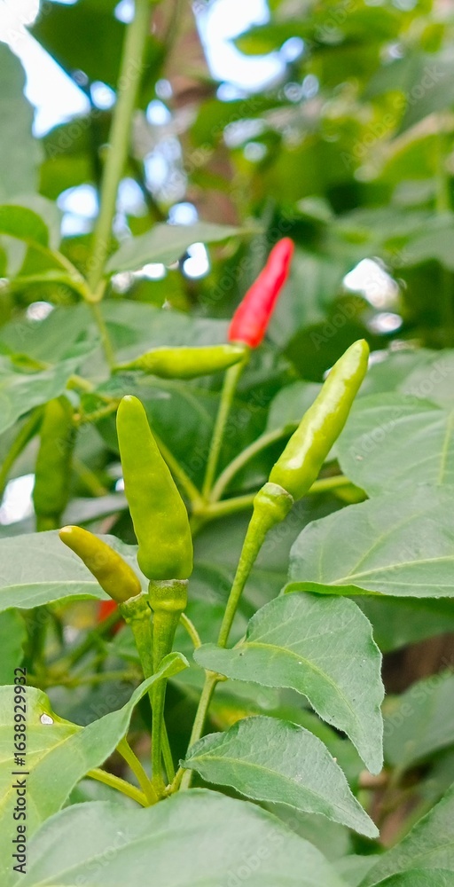 Obraz premium red chili peppers
