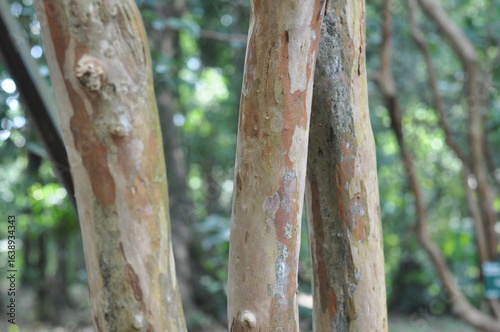 A tree with a brown trunk and green leaves. The trunk is covered in bark and has a few holes