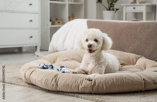 Cute poodle dog with toy ly...