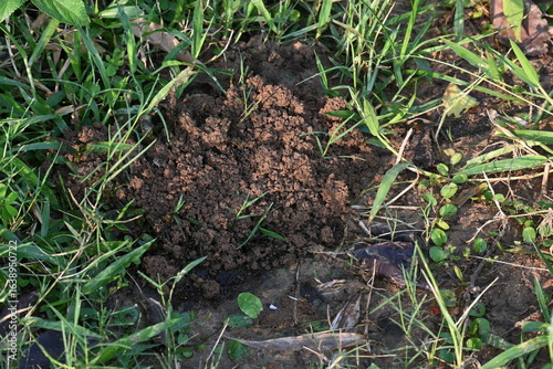 Tableau sur toile Cow dung was eaten by dung beetles and the soil was removed from inside