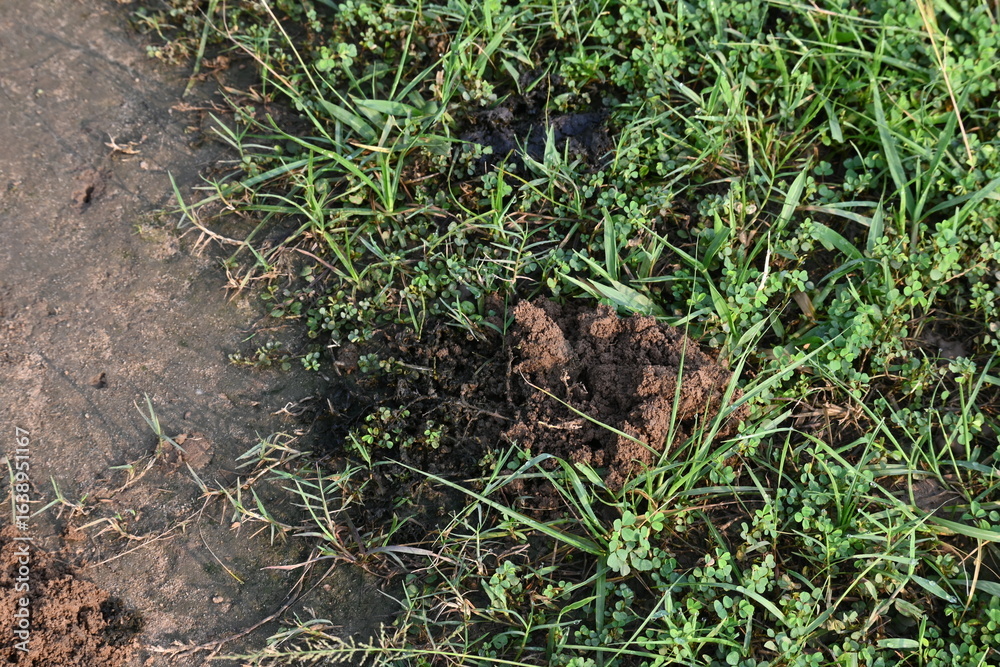 Obraz premium Cow dung was eaten by dung beetles and the soil was removed from inside. Similarly, cow dung mixed with soil increases the fertility of the land.