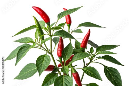 Red and green chili peppers growing on a plant isolated on transparent background