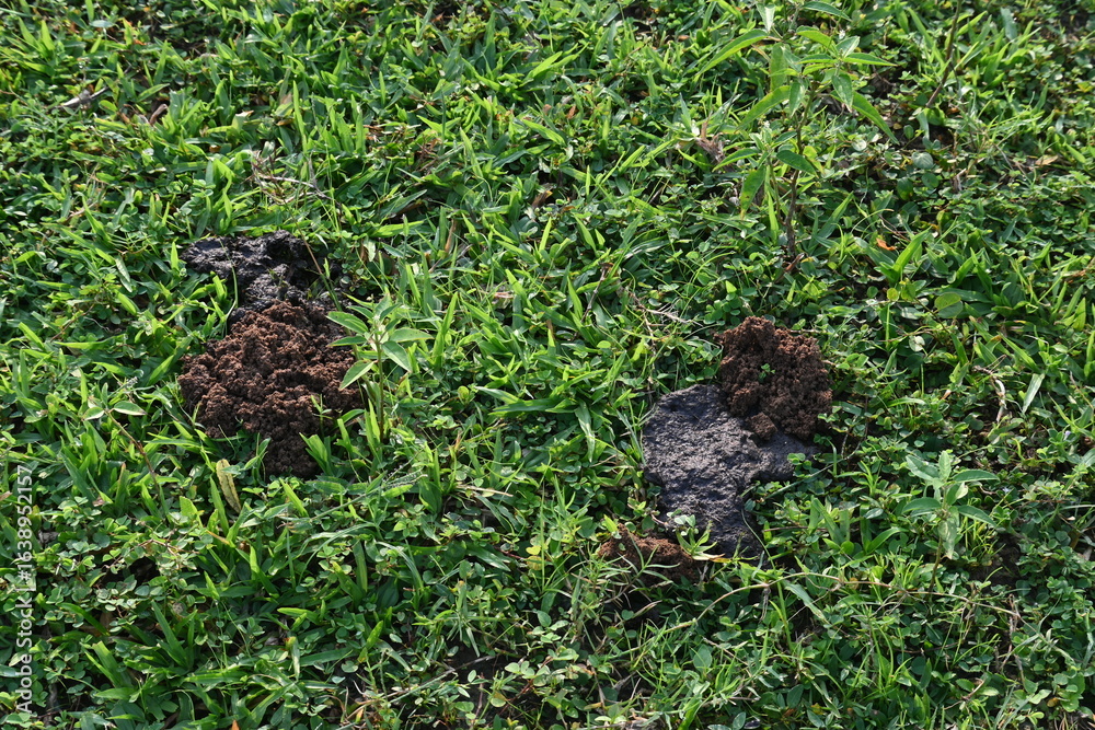 Obraz premium Cow dung was eaten by dung beetles and the soil was removed from inside. Similarly, cow dung mixed with soil increases the fertility of the land.