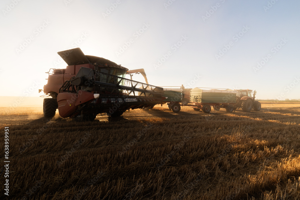 Fototapeta premium Farm machinery working together in a golden wheat field.