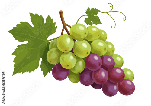 Bunch of Green and Purple Grapes with Leaves.