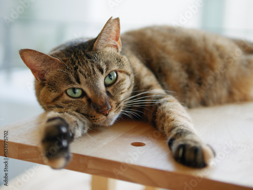 cat, feline, brown, lying, relaxed, stretched, pet, animal, cute, adorable, cozy, domestic, furry, whiskers, peaceful, resting, lounging, charming, endearing, fluffy, playful, soft, sleepy, calm, warm