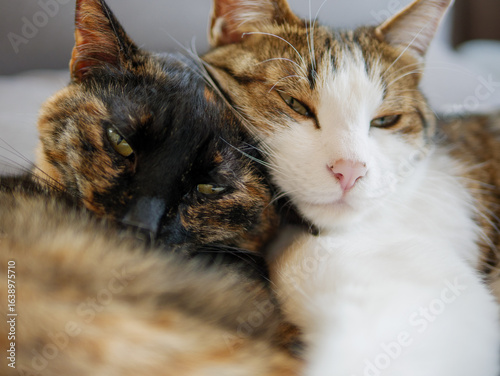 Close-Up of Two Cats Cuddling Face-to-Face