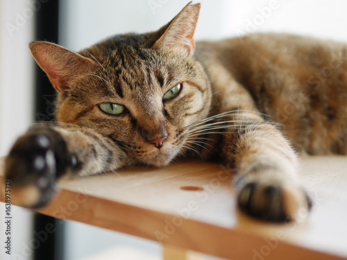Close-Up of Relaxed Brown Cat Lounging and Looking This Way