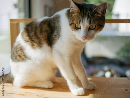 Brown and White Cat with a Proud Gaze