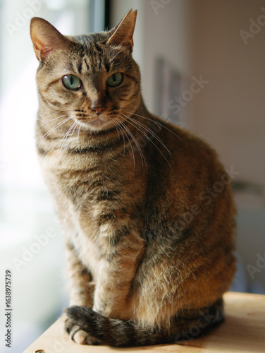 Brown Cat Sitting by the Window and Looking This Way