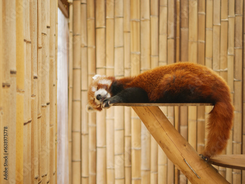Adorable Red Panda Sleeping with Tongue Out at the Zoo